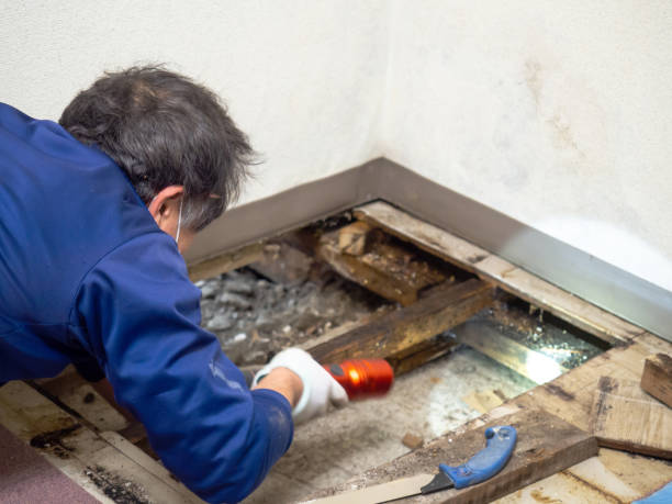 Best Mold Damage Repair  in Waynesburg, PA