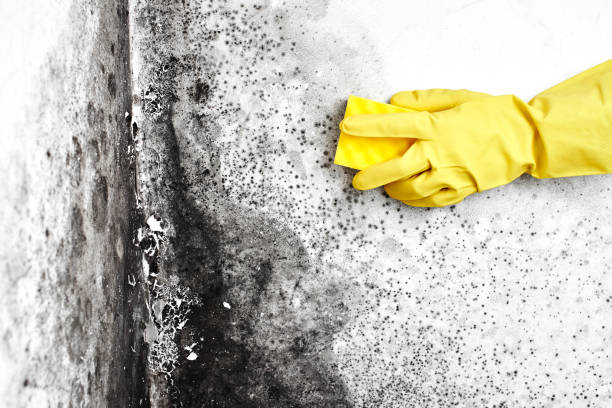 Best Black Mold Removal  in Waynesburg, PA