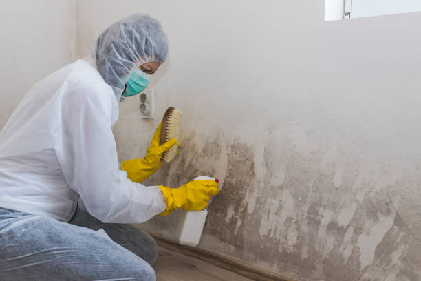 Best Toxic Mold Removal  in Waynesburg, PA