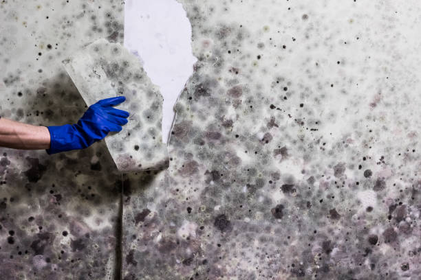 Best Mold Damage Repair  in Waynesburg, PA